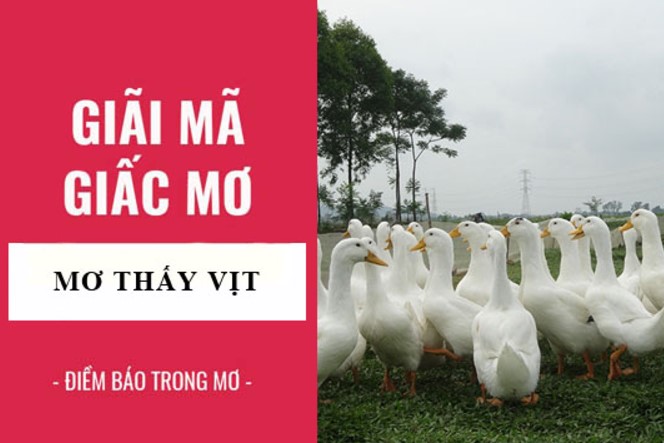 Giải mã giấc mơ thấy vịt 