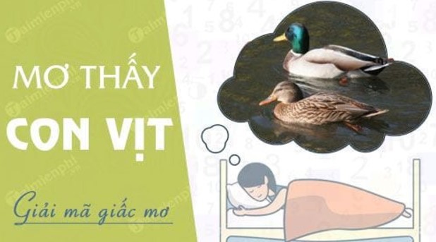 mơ thấy vịt